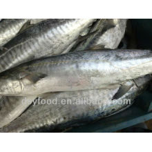 gold supplierFrozen Spanish Mackerel whole round on sale